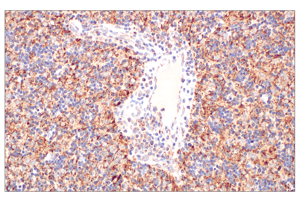 Immunohistochemistry Image 2: Fumarase (D9C5) Rabbit mAb