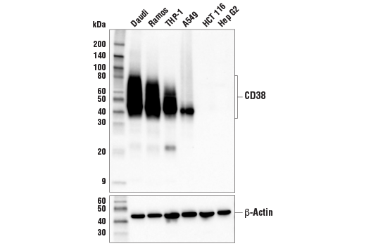 Western Blotting Image 1: CD38 (E7Z8C) XP<sup>®</sup> Rabbit mAb (BSA and Azide Free)