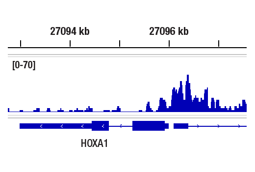 CUT & RUN Image 1: CBX8 (D2O8C) Rabbit mAb
