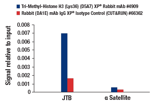 CUT & RUN Image 3: Tri-Methyl-Histone H3 (Lys36) (D5A7) XP<sup>®</sup> Rabbit mAb