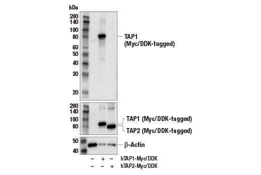 undefined Image 27: MHC Class I Antigen Processing and Presentation Antibody Sampler Kit