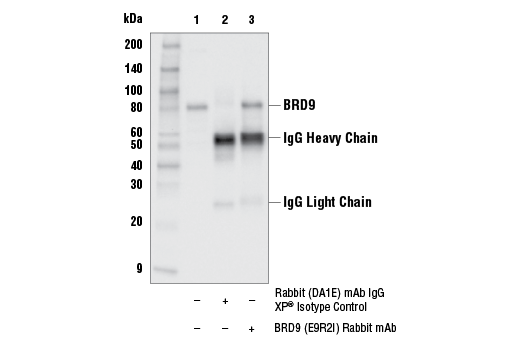 Immunoprecipitation Image 1: BRD9 (E9R2I) Rabbit mAb