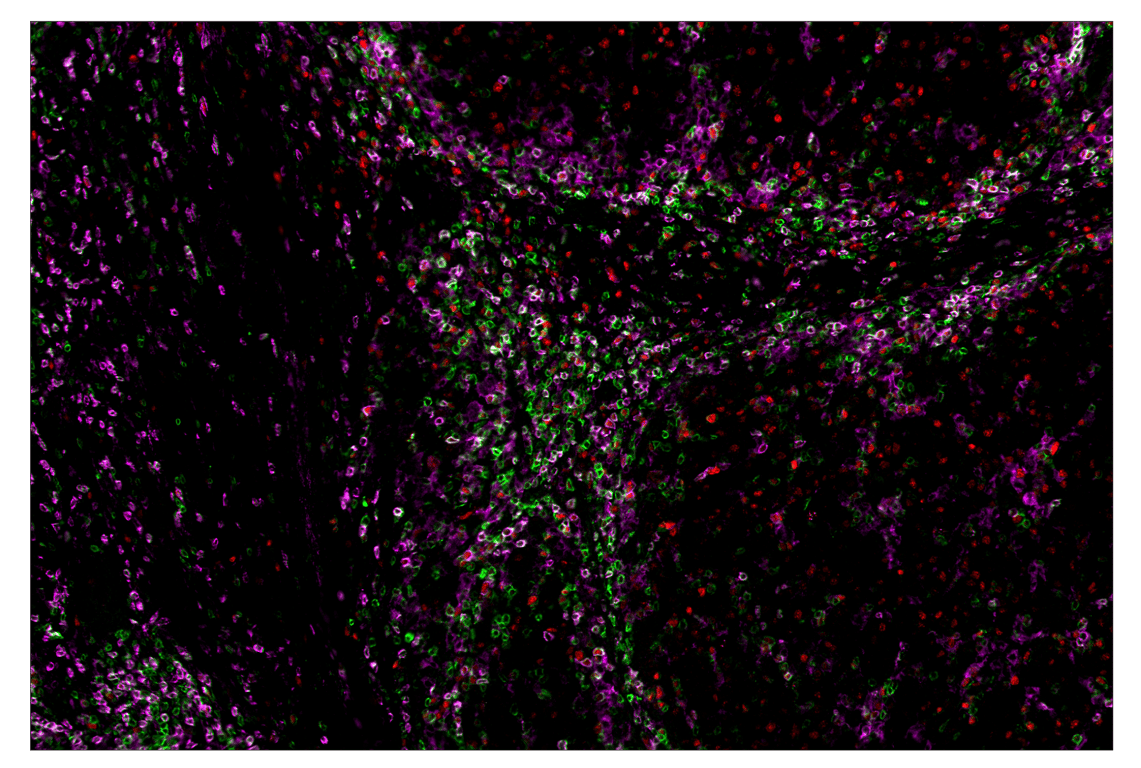 Immunohistochemistry Image 2: CD4 (MSVA-004R) & CO-0071-488 SignalStar<sup>™</sup> Oligo-Antibody Pair