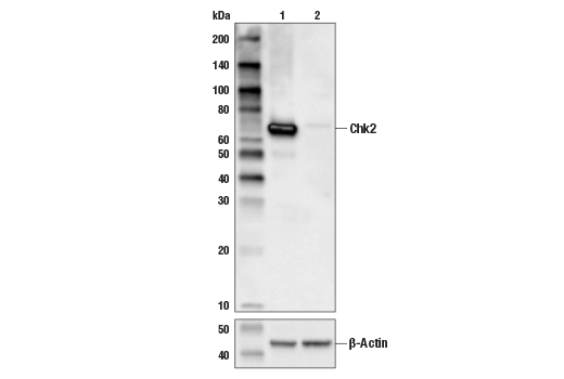 undefined Image 9: PhosphoPlus<sup>®</sup> Chk2 (Thr68) Antibody Duet