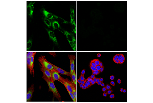 Immunofluorescence Image 1: COL1A1 (E8F4L) XP<sup>®</sup> Rabbit mAb (BSA and Azide Free)