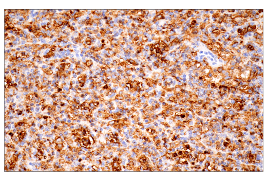 Immunohistochemistry Image 7: p22phox (E7Y1F) XP<sup>®</sup> Rabbit mAb