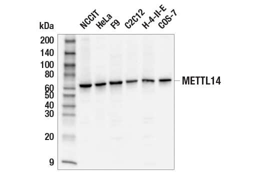 Western Blotting Image 2: METTL14 (E2G9A) Rabbit mAb