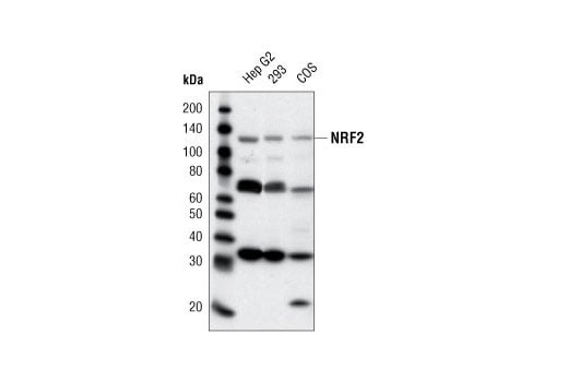 Western Blotting Image 1: NRF2 Antibody