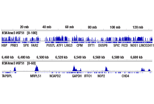 undefined Image 1: DNA Library Prep Kit for Illumina Systems (ChIP-seq, CUT&RUN)