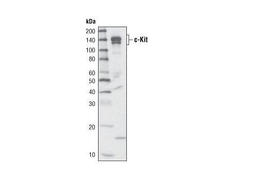 Western Blotting Image 1: c-Kit (D13A2) XP<sup>®</sup> Rabbit mAb (BSA and Azide Free)