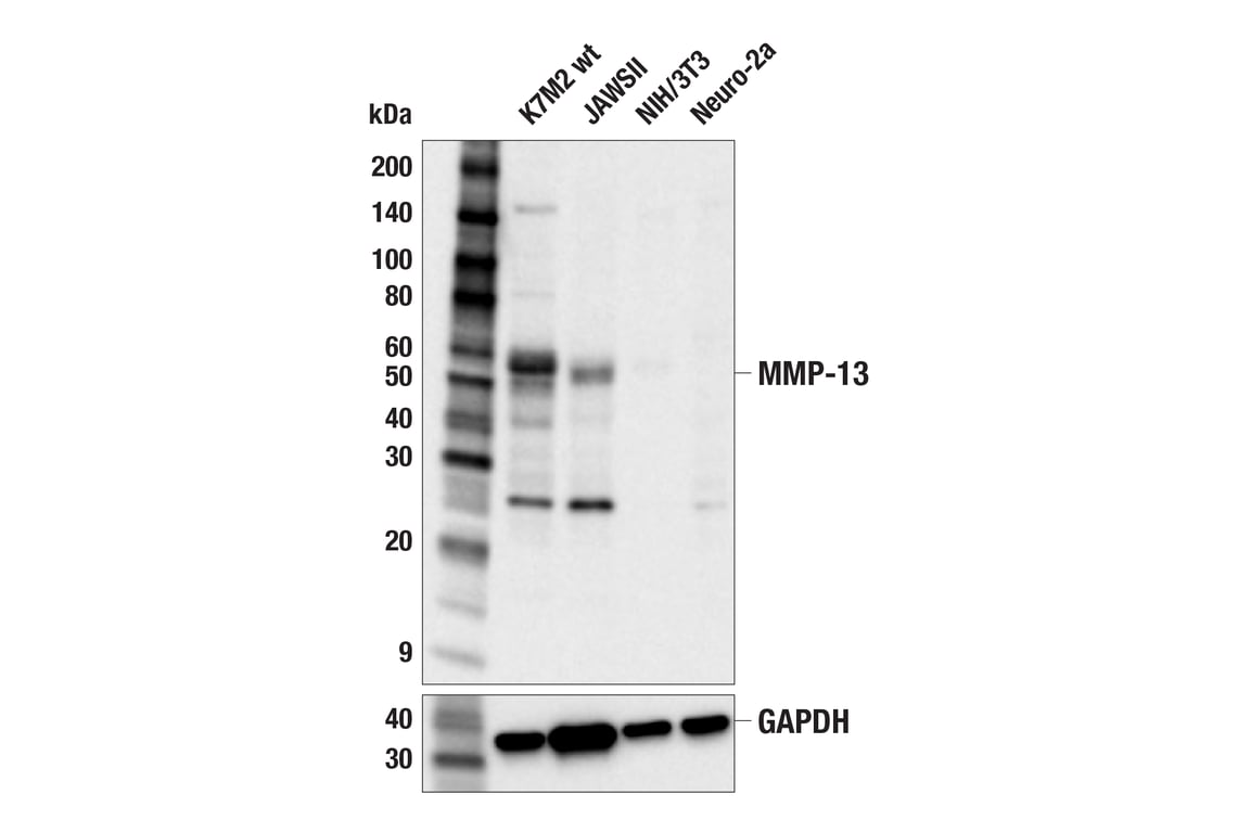 Western Blotting Image 2: MMP-13 (E3Q4Y) Rabbit mAb