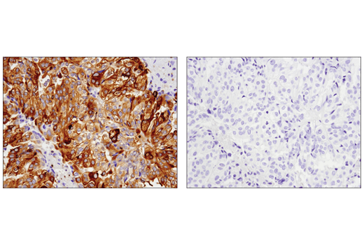 Immunohistochemistry Image 3: Phospho-Glycogen Synthase (Ser641) (D4H1B) XP<sup>®</sup> Rabbit mAb (BSA and Azide Free)