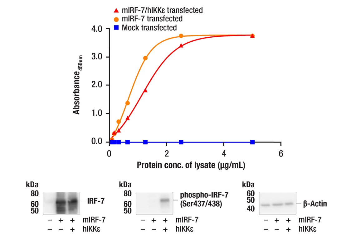 ELISA Image 1: PathScan<sup>®</sup> RP Total IRF-7 Sandwich ELISA Kit