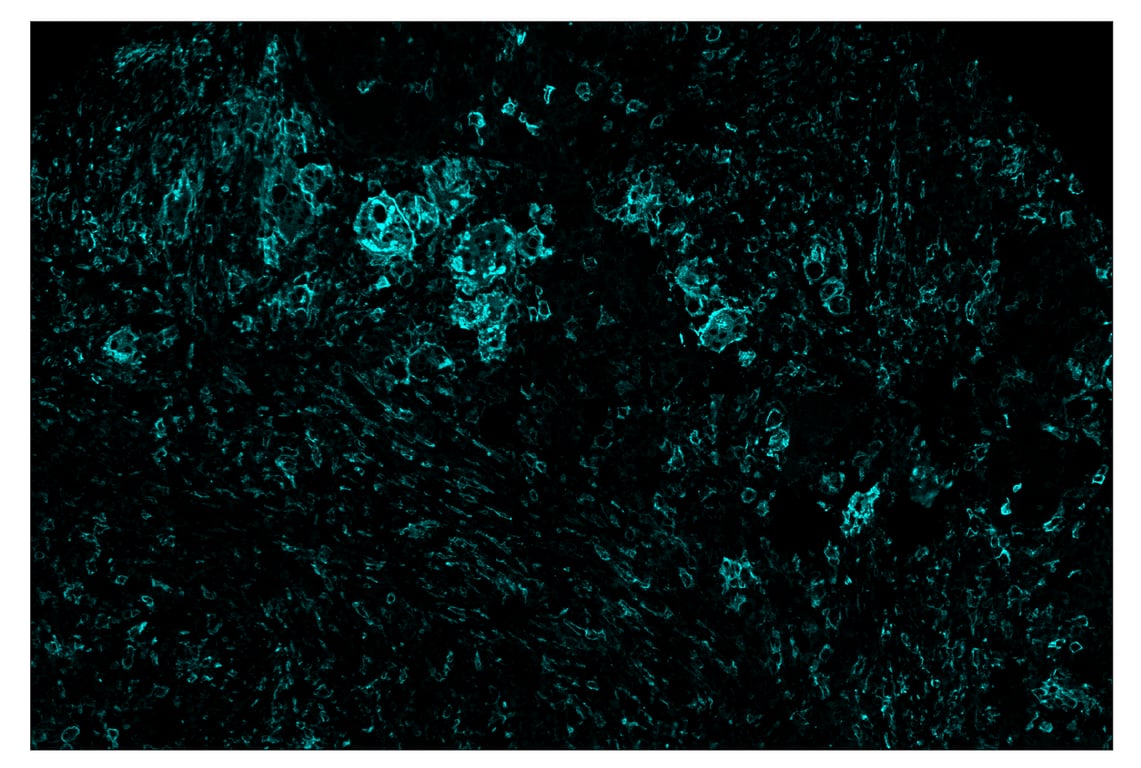 Immunohistochemistry Image 5: CD11c (D3V1E) & CO-0017-647 SignalStar<sup>™</sup> Oligo-Antibody Pair