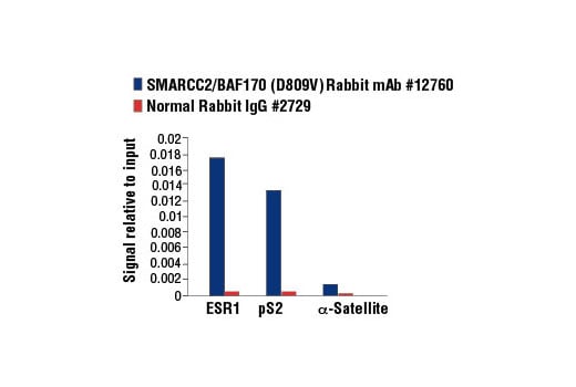 undefined Image 45: BAF Complex Antibody Sampler Kit II
