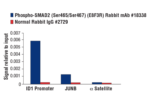 undefined Image 10: PhosphoPlus<sup>®</sup> SMAD2 (Ser465/467) Antibody Duet
