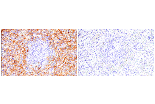 Immunohistochemistry Image 3: CD16 (2H7) Mouse mAb