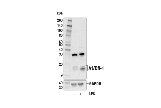 Western Blotting Image 2: A1/Bfl-1 (E4P2I) Rabbit mAb