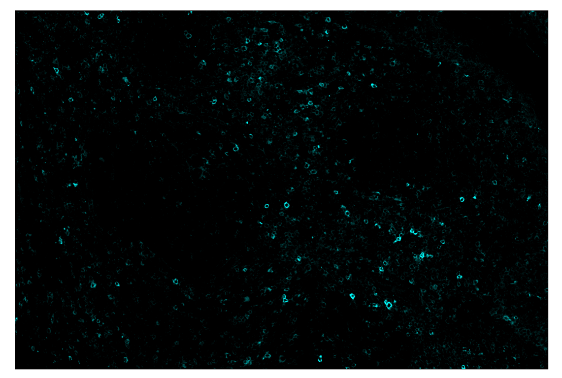 Immunohistochemistry Image 5: Phospho-SLP-76 (Ser376) (E3G9U) & CO-0018-750 SignalStar<sup>™</sup> Oligo-Antibody Pair