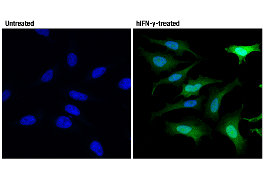 Immunofluorescence Image 1: IDO (D5J4E<sup>™</sup>) Rabbit mAb (BSA and Azide Free)