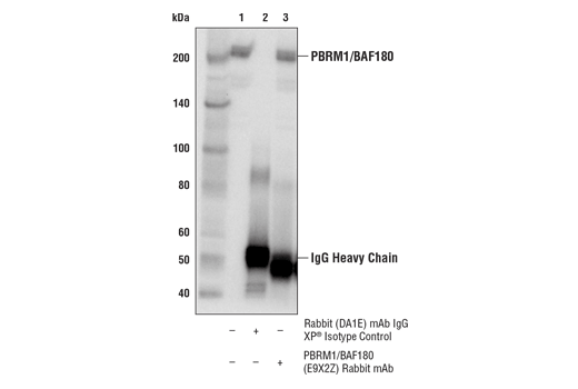 Immunoprecipitation Image 1: PBRM1/BAF180 (E9X2Z) Rabbit mAb