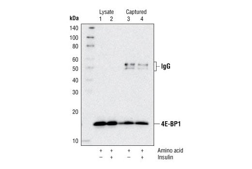 ELISA Image 3: PathScan<sup>®</sup> Total 4E-BP1 Sandwich ELISA Kit