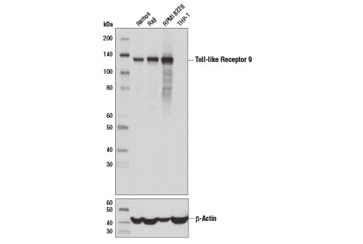 Western Blotting Image 1: Toll-like Receptor 9 (D9M9H) XP® Rabbit mAb