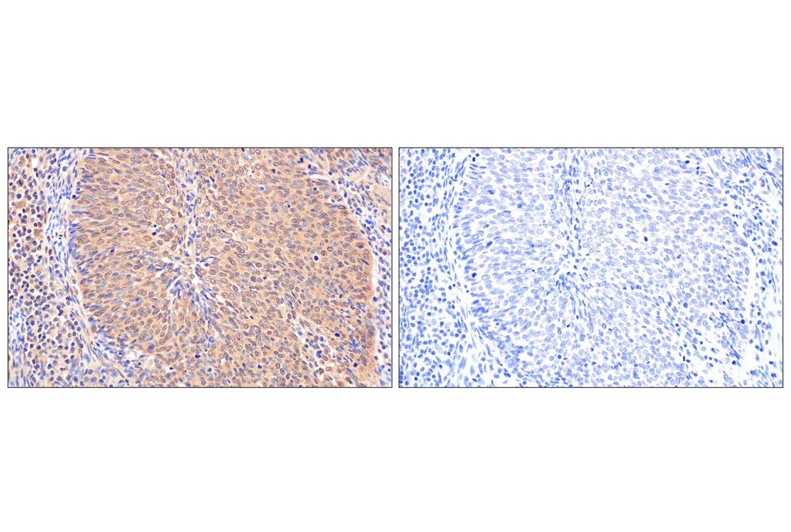 Immunohistochemistry Image 14: MTAP (E5R1I) Rabbit mAb (BSA and Azide Free)
