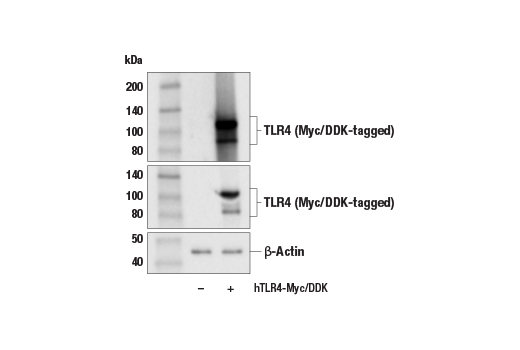 Western Blotting Image 2: Toll-like Receptor 4 (E5D8T) Rabbit mAb