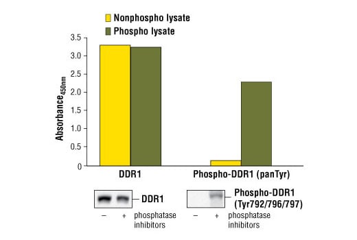 ELISA Image 1: PathScan® Phospho-DDR1 (panTyr) Sandwich ELISA Kit
