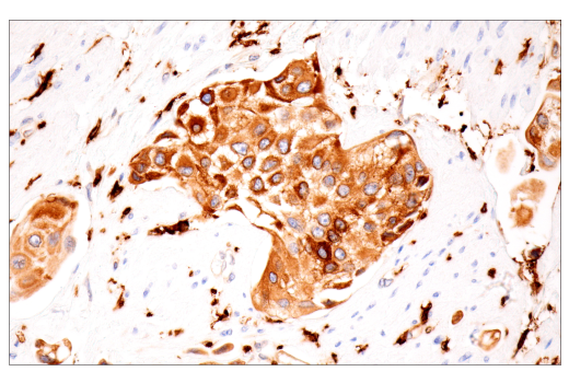 Immunohistochemistry Image 2: p22phox (E7Y1F) XP<sup>®</sup> Rabbit mAb