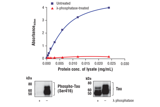 ELISA Image 1: FastScan<sup>™</sup> Phospho-Tau (Ser416) ELISA Kit