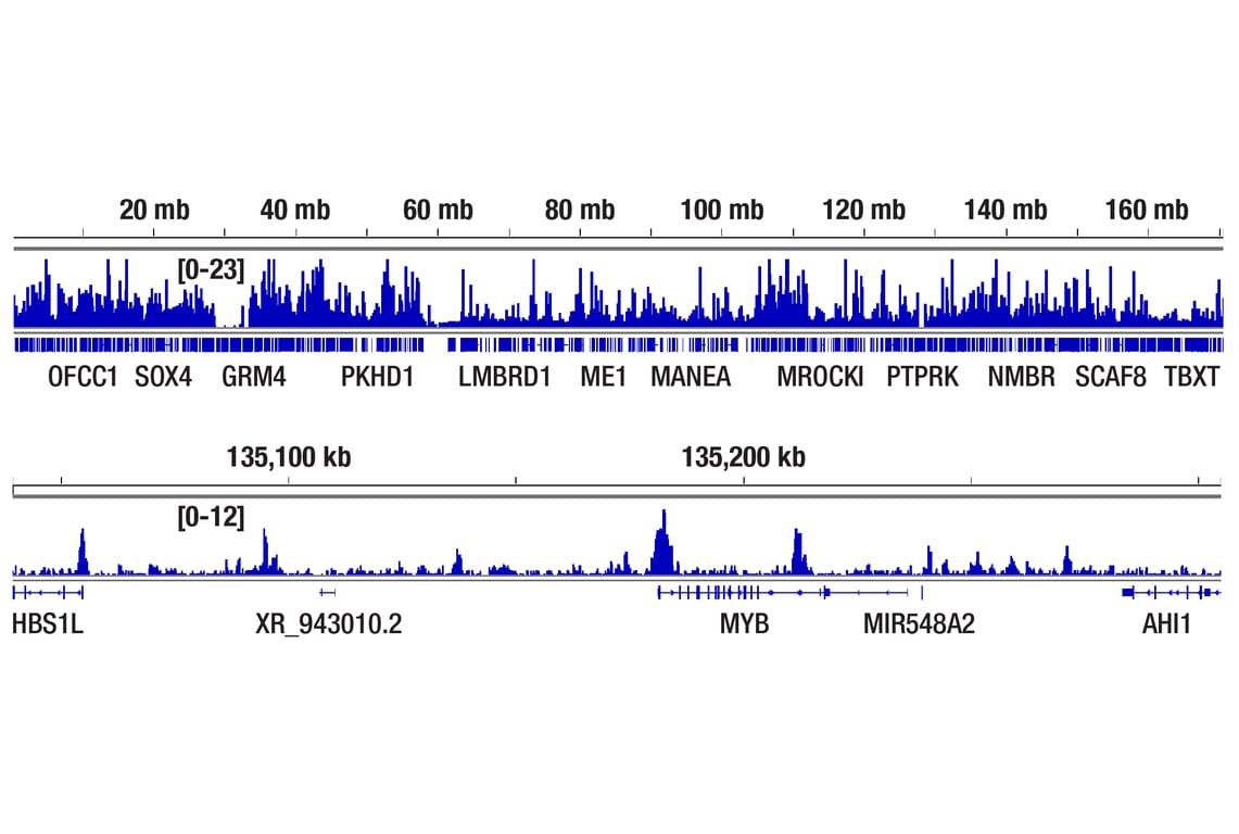 undefined Image 25: BAF Complex Antibody Sampler Kit II