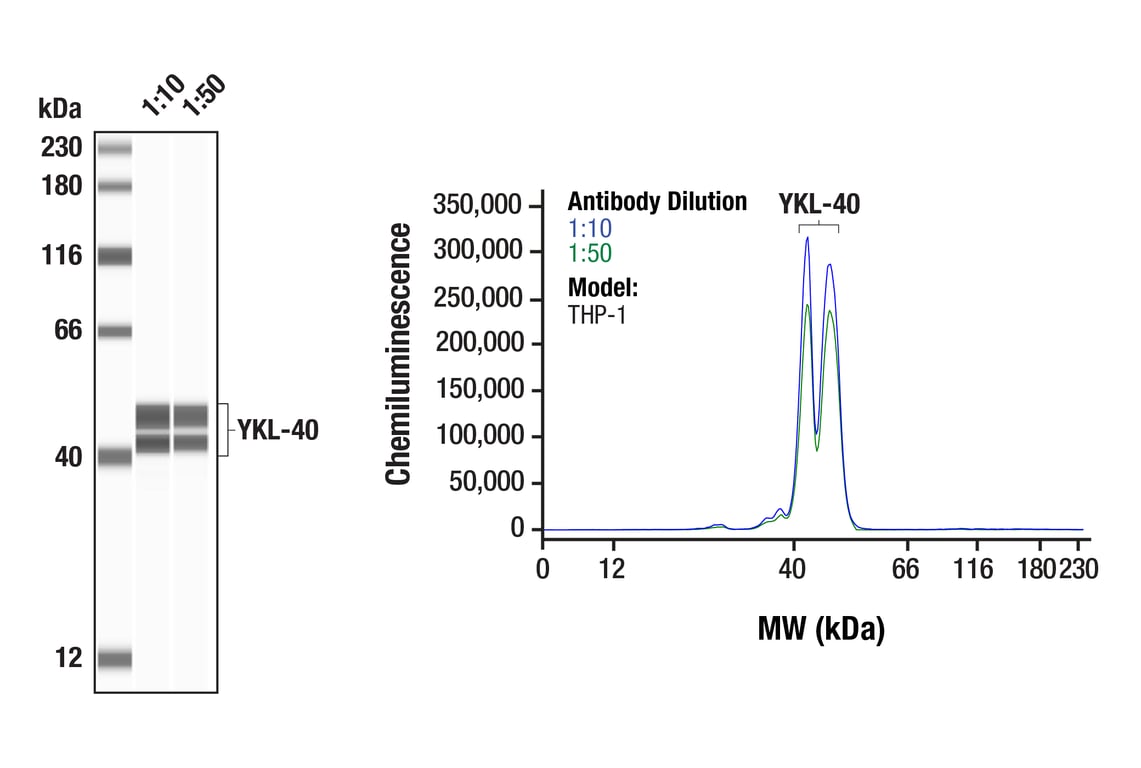Western Blotting Image 1: YKL-40 (E2L1M) Rabbit mAb