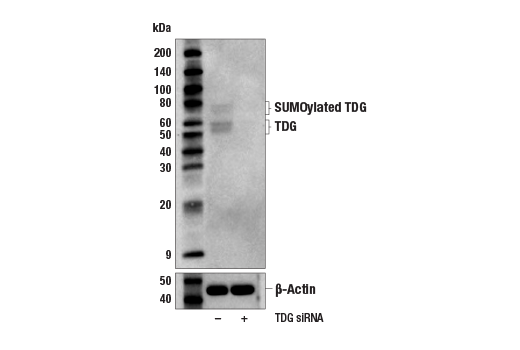 Western Blotting Image 2: TDG (E5T5G) Rabbit mAb