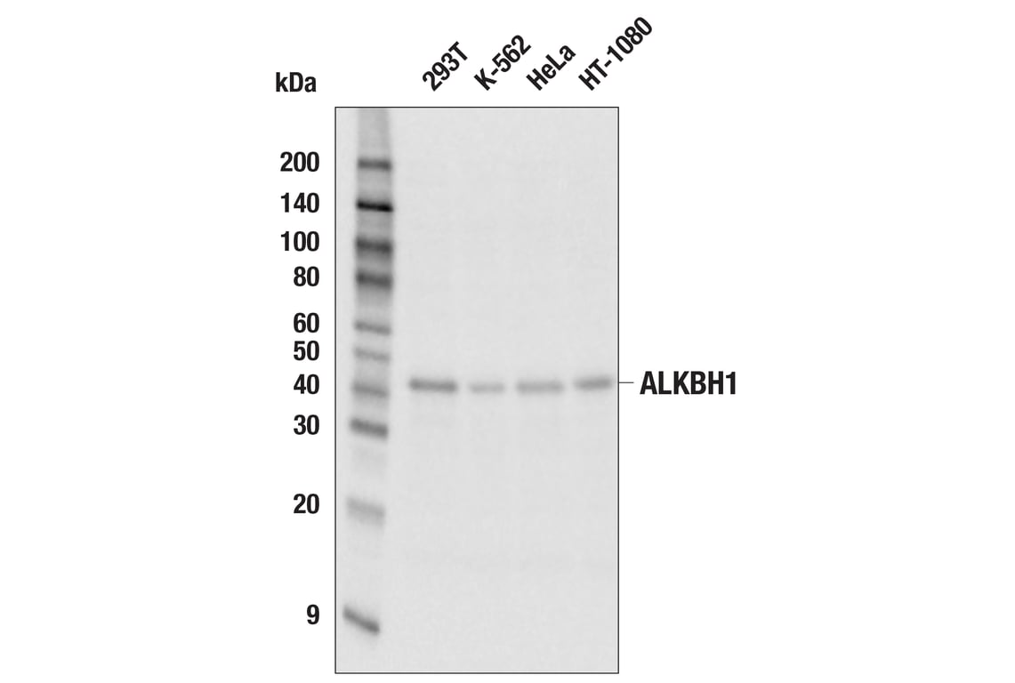 Western Blotting Image 1: ALKBH1 (E6Q8I) Rabbit mAb