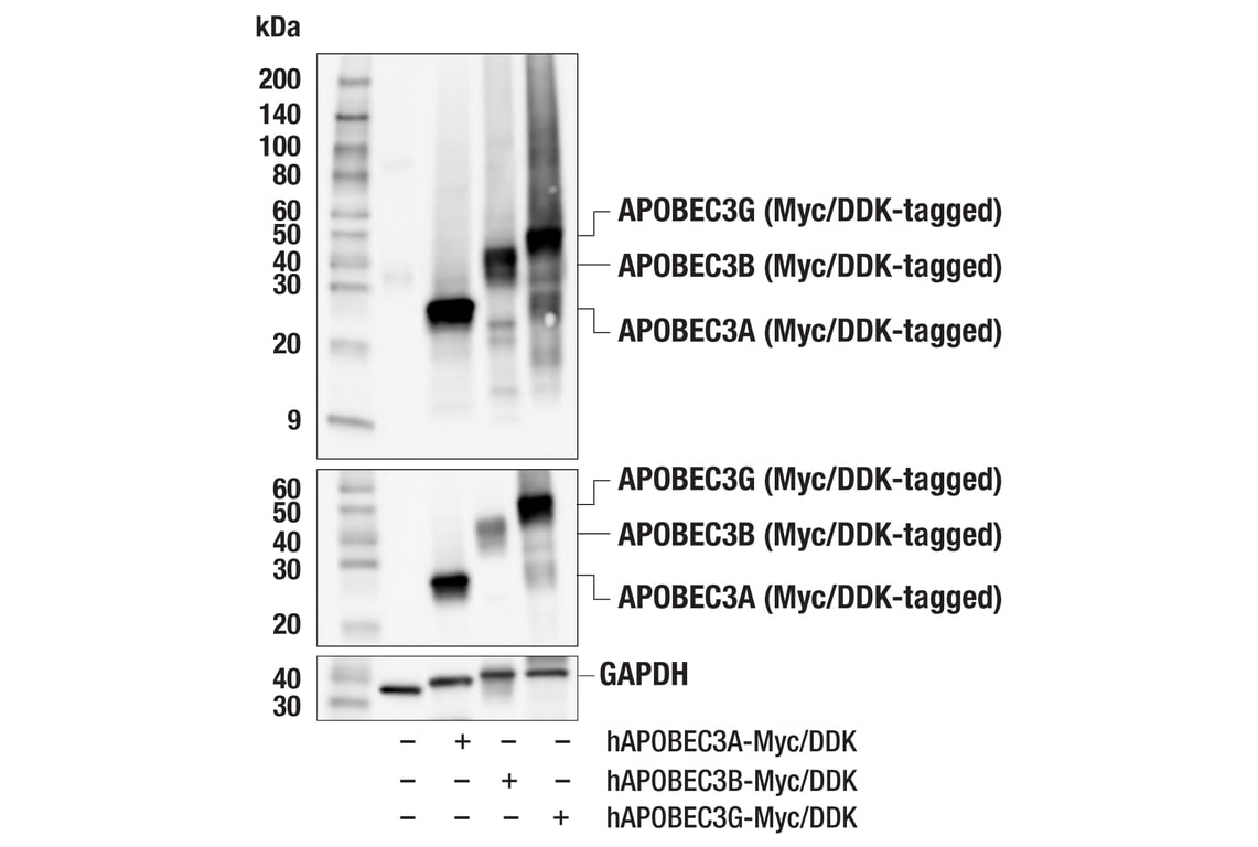 Western Blotting Image 2: APOBEC3A/B/G (5210-87-13) Rabbit mAb