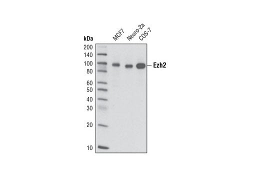 Western Blotting Image 1: Ezh2 (D2C9) XP<sup>®</sup> Rabbit mAb (BSA and Azide Free)