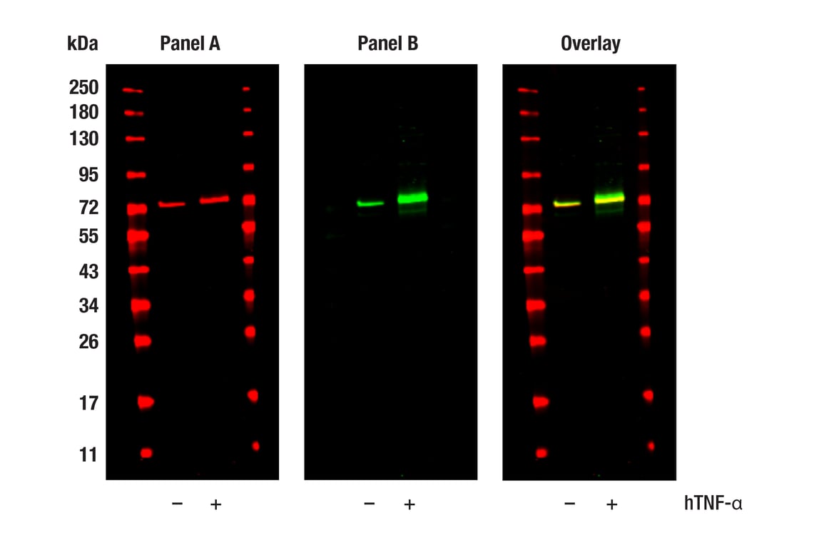 Western Blotting Image 1: Phospho-NF-κB p65 (Ser529) (E3K3J) Rabbit mAb