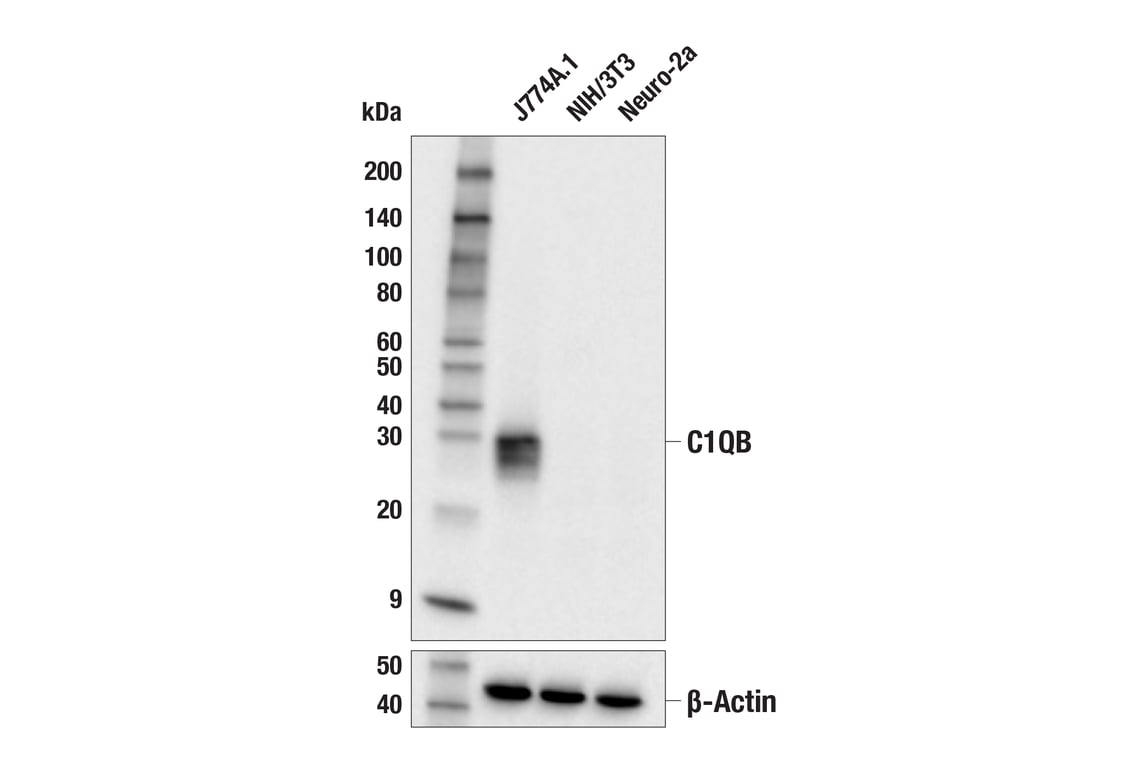 Western Blotting Image 1: C1QB (E3U6X) Rabbit mAb (BSA and Azide Free)