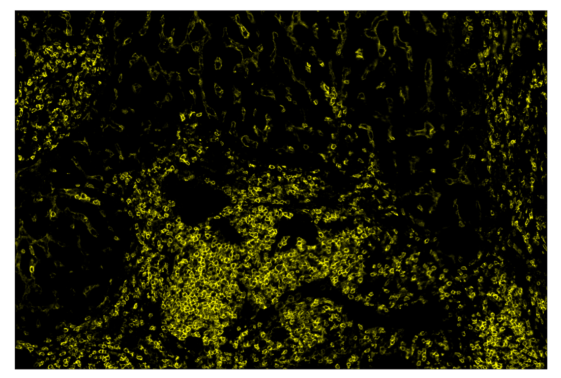 Immunohistochemistry Image 1: CD4 (MSVA-004R) & CO-0071-647 SignalStar<sup>™</sup> Oligo-Antibody Pair