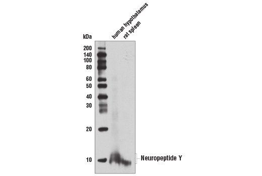 Western Blotting Image 1: Neuropeptide Y (D7Y5A) XP<sup>®</sup> Rabbit mAb (BSA and Azide Free)