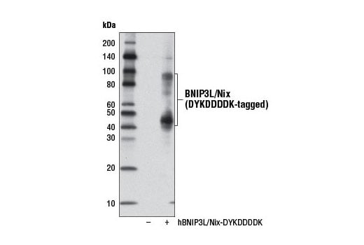 Western Blotting Image 3: BNIP3L/Nix (D4R4B) Rabbit mAb