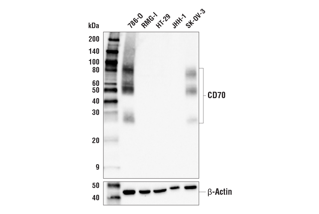 Western Blotting Image 1: CD70 (E3Q1A) Rabbit mAb