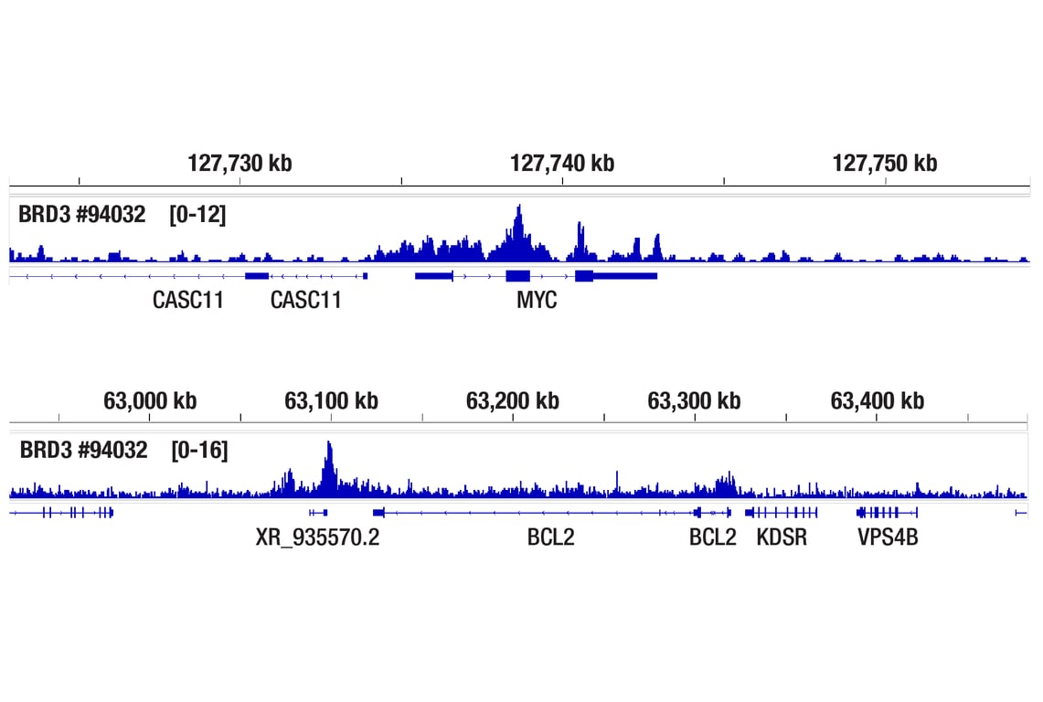 Chromatin Immunoprecipitation Image 2: BRD3 (E3D5N) Rabbit mAb