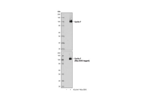 Western Blotting Image 2: Cyclin F (D9K2U) Rabbit mAb