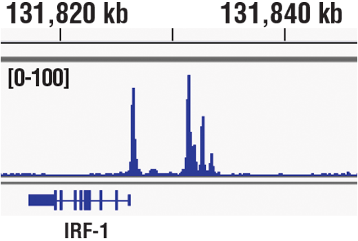 undefined Image 68: Human Reactive M1 vs M2 Macrophage IHC Antibody Sampler Kit