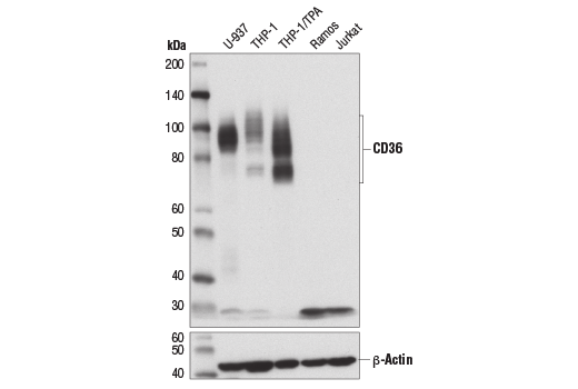 Western Blotting Image 2: CD36 (D8L9T) Rabbit mAb (BSA and Azide Free)