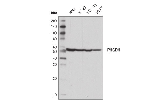 Western Blotting Image 1: PHGDH (D8F3O) Rabbit mAb