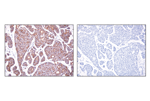Immunohistochemistry Image 4: IDH2 (D8E3B) Rabbit mAb